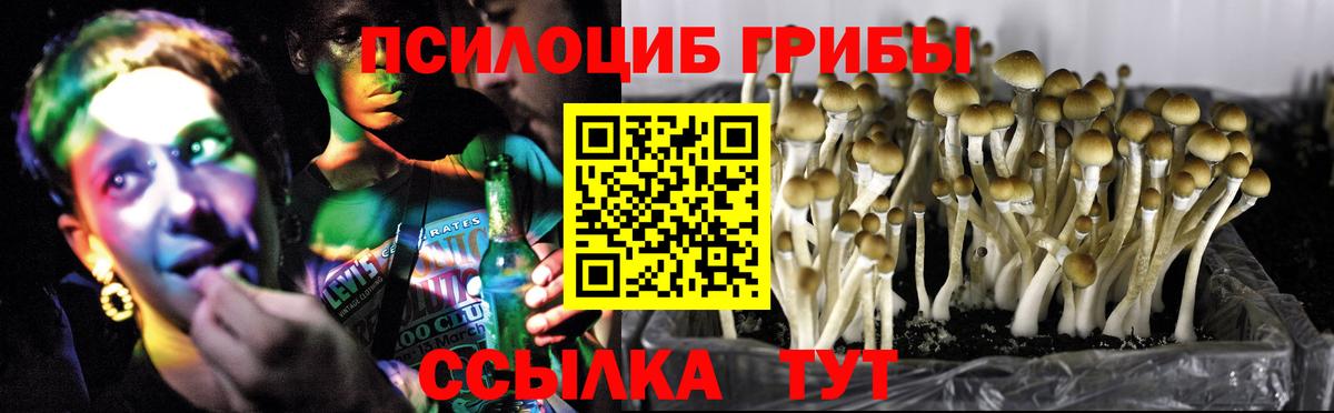 где найти   Вход с VPN  Псилоцибиновые грибы Cubensis  Арсеньев  Галлюциногенные грибы Psilocybe 