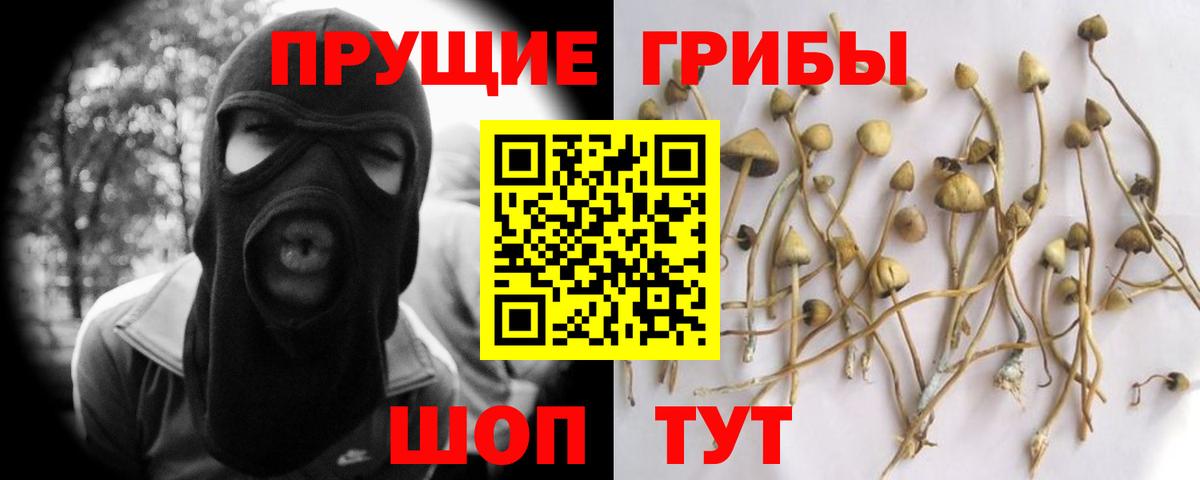Псилоцибиновые грибы Psilocybine cubensis Арсеньев